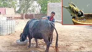 Photo of Kanpur- भीषण गर्मी से हरे चारे में मौजूद विष से पशुओं को बचाएं पशु पालक