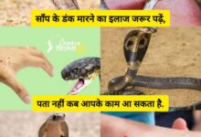 Photo of Snake safety tips- 550 प्रकार के साँप, लेकिन केवल 10 ही हैं जहरीले!